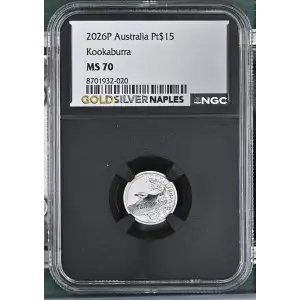 2026P Kookaburra (2)
