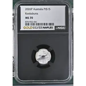 2026P Kookaburra (2)