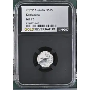 2026P Kookaburra (2)