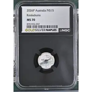 2026P Kookaburra (2)