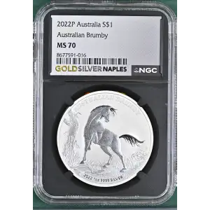 2022P Australian Brumby (2)
